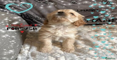 Cavapoo dogs - Advert 10