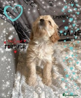 Cavapoo dogs - Advert 3