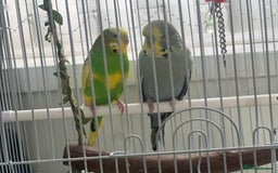 Budgerigars birds for sale: Friendly Budgies Looking for a New Home - Advert 3