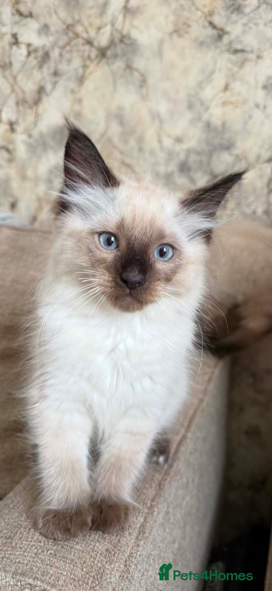 Ragdoll cats Pure ragdoll kittens - Advert 2