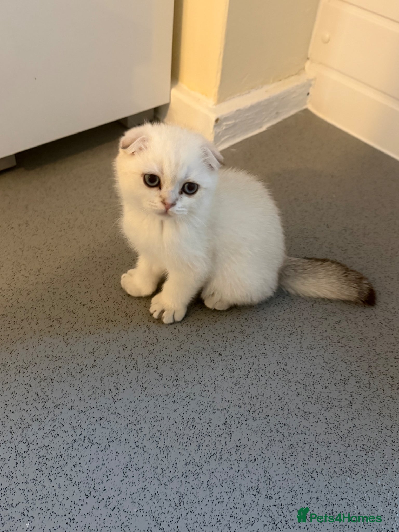 Scottish Fold cats for sale: Scotish fold  - Advert 5