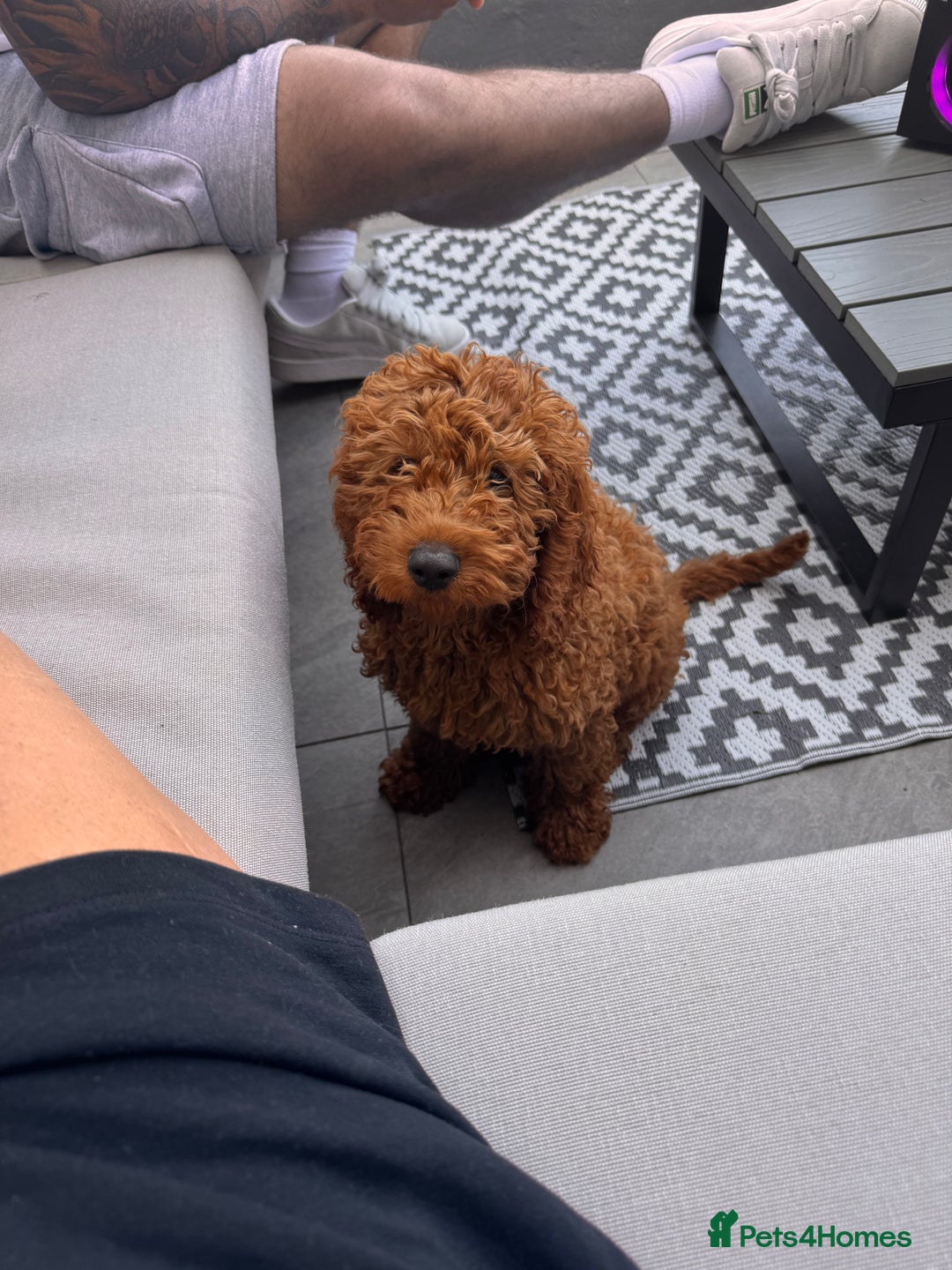 Mixed Breed dogs for sale: 20 week old cockapoo bitch  - Image 4