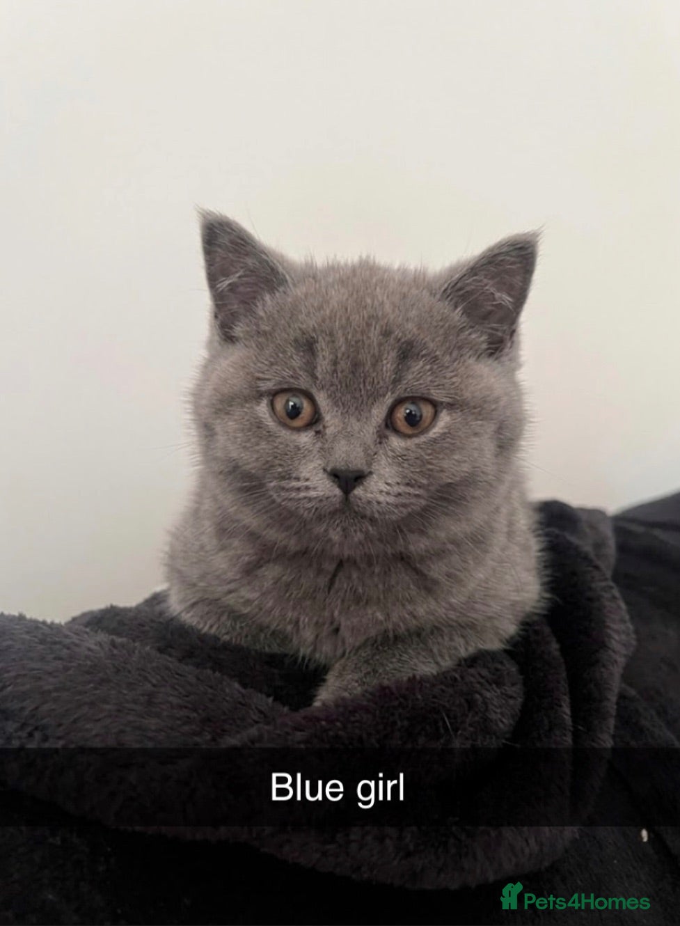 British Shorthair cats Blue & Lilac British Shorthair kittens - Advert 12