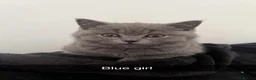 British Shorthair cats for sale: Blue & Lilac British Shorthair kittens - Advert 2