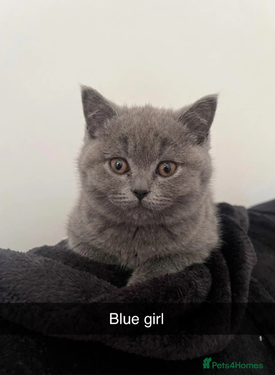 British Shorthair cats for sale: Blue & Lilac British Shorthair kittens - Advert 2