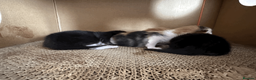 British Shorthair cats for sale: Two black kittens, one with some white    in Bristol - Advert 4