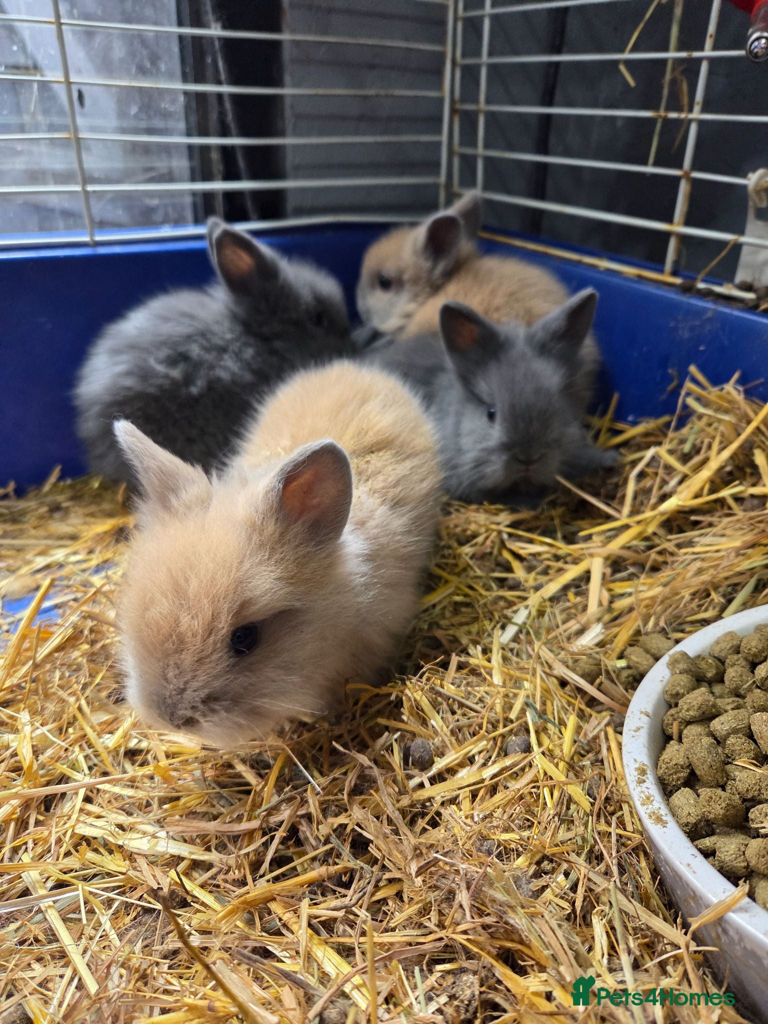 Lionhead rabbits Adorable baby lion heads - Advert 1