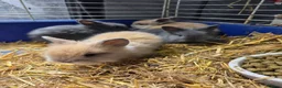 Lionhead rabbits for sale: Adorable baby lion heads - Advert 1