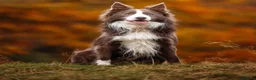 Border Collie dogs for sale: 7 Gorgeous Grey Merle Puppies  in Flint - Advert 6