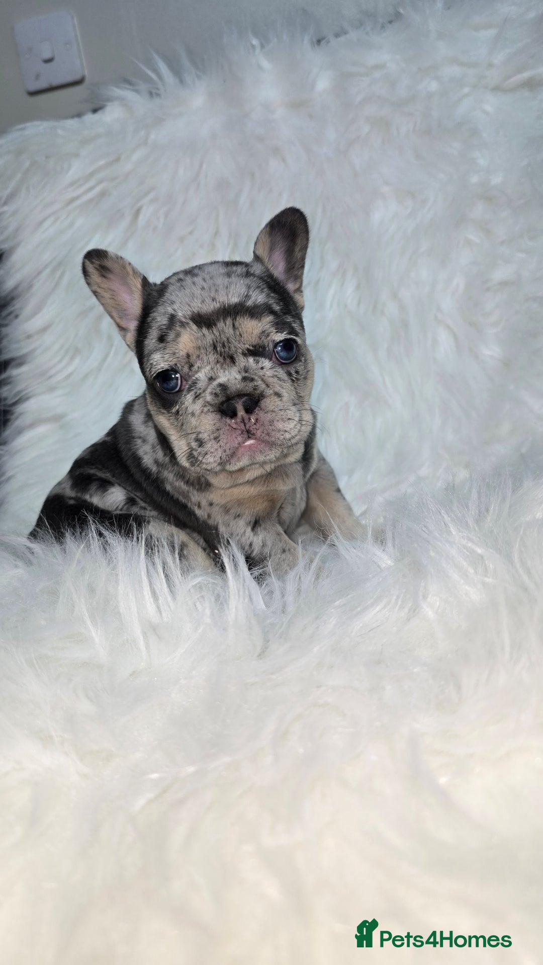 French Bulldog dogs for sale: Stunning french bulldog puppies - Advert 13
