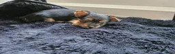 Yorkshire Terrier dogs for sale: Yorkshire terrier mini - Advert 15