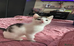 Turkish Van cats for sale: One male tri colour  - Image 2
