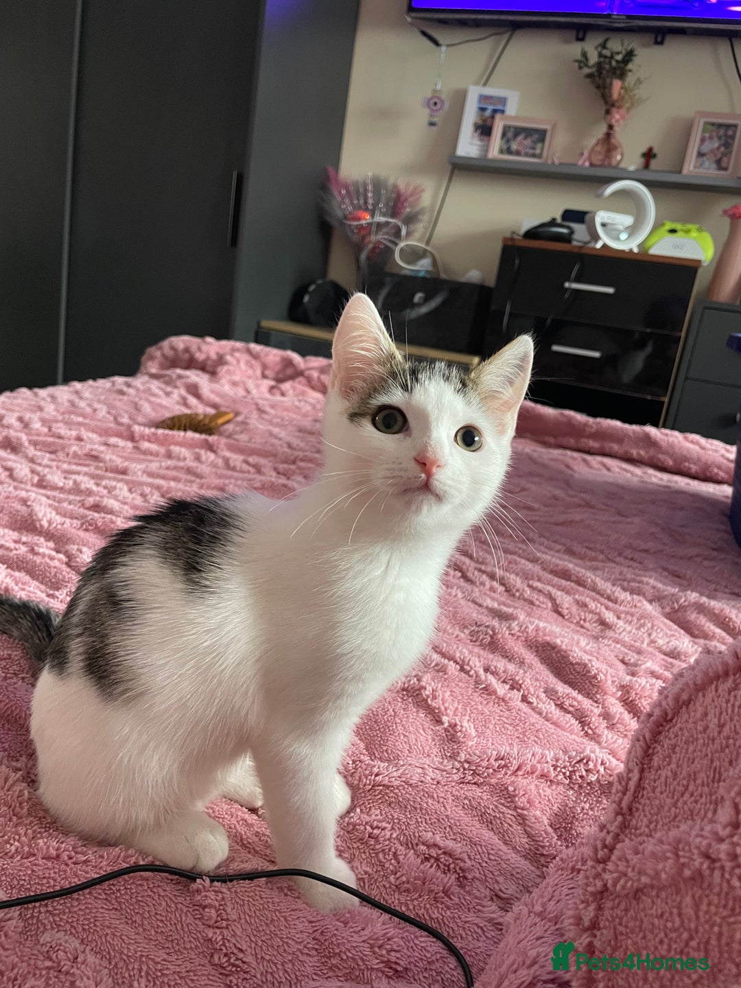 Turkish Van cats for sale: One male tri colour  - Image 2