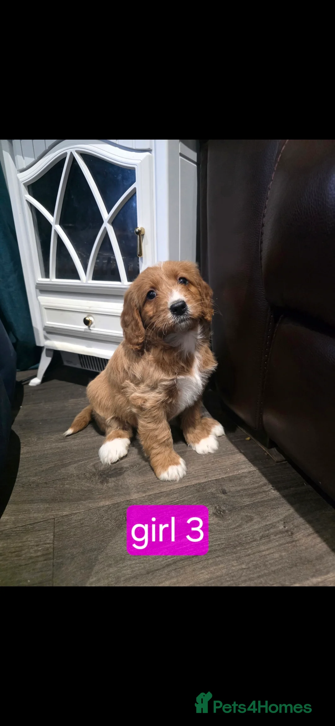 Cockapoo dogs for sale: Adorable Cockapoo pups ready to go 🐾 - Advert 13