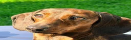 Miniature Dachshund dogs for sale: KC PRA Clear Champion lines Miniature Dachshunds - Advert 4