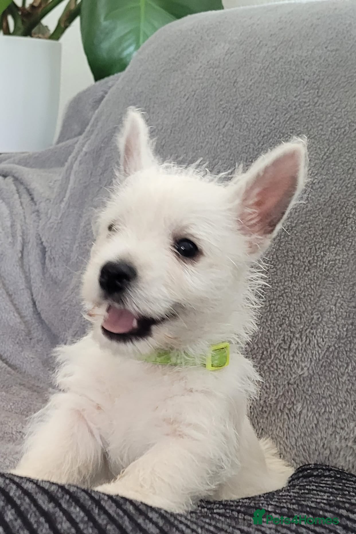 West Highland Terrier dogs KC Reg Westie Pups – Champion Lines - Advert 1