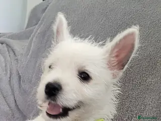 West Highland Terrier dogs KC Reg Westie Pups – Champion Lines - Advert 1