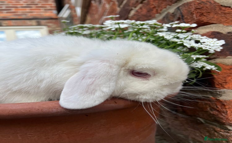 Mini Lop rabbits - Advert 5