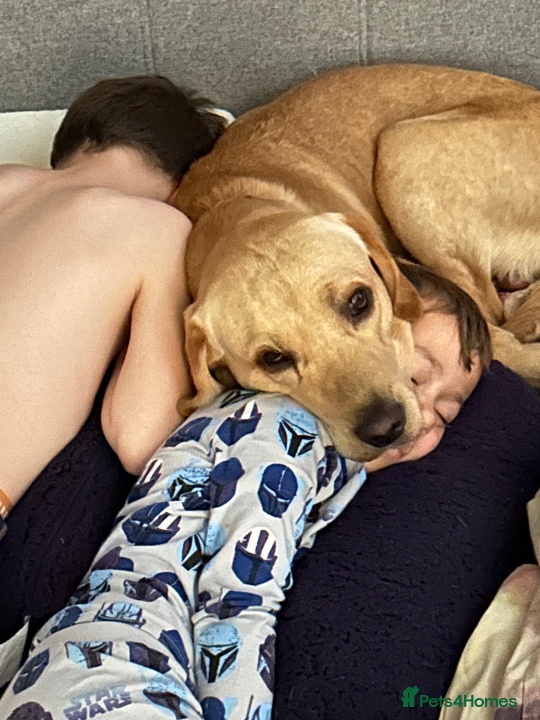 Labrador Retriever dogs for stud: Billy - 3YO Labrador Retriever Stud in Oxfordshire - Advert 8