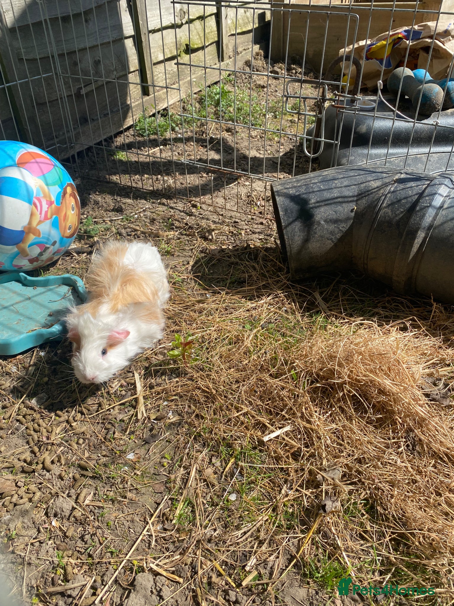 Guinea Pig rodents 2 girls & a boy Peruvian cross Silkie babies - Advert 2