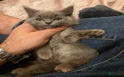 Siberian cats for sale: Beautiful Siberian Kittens – 2.5 Months Old - Image 13