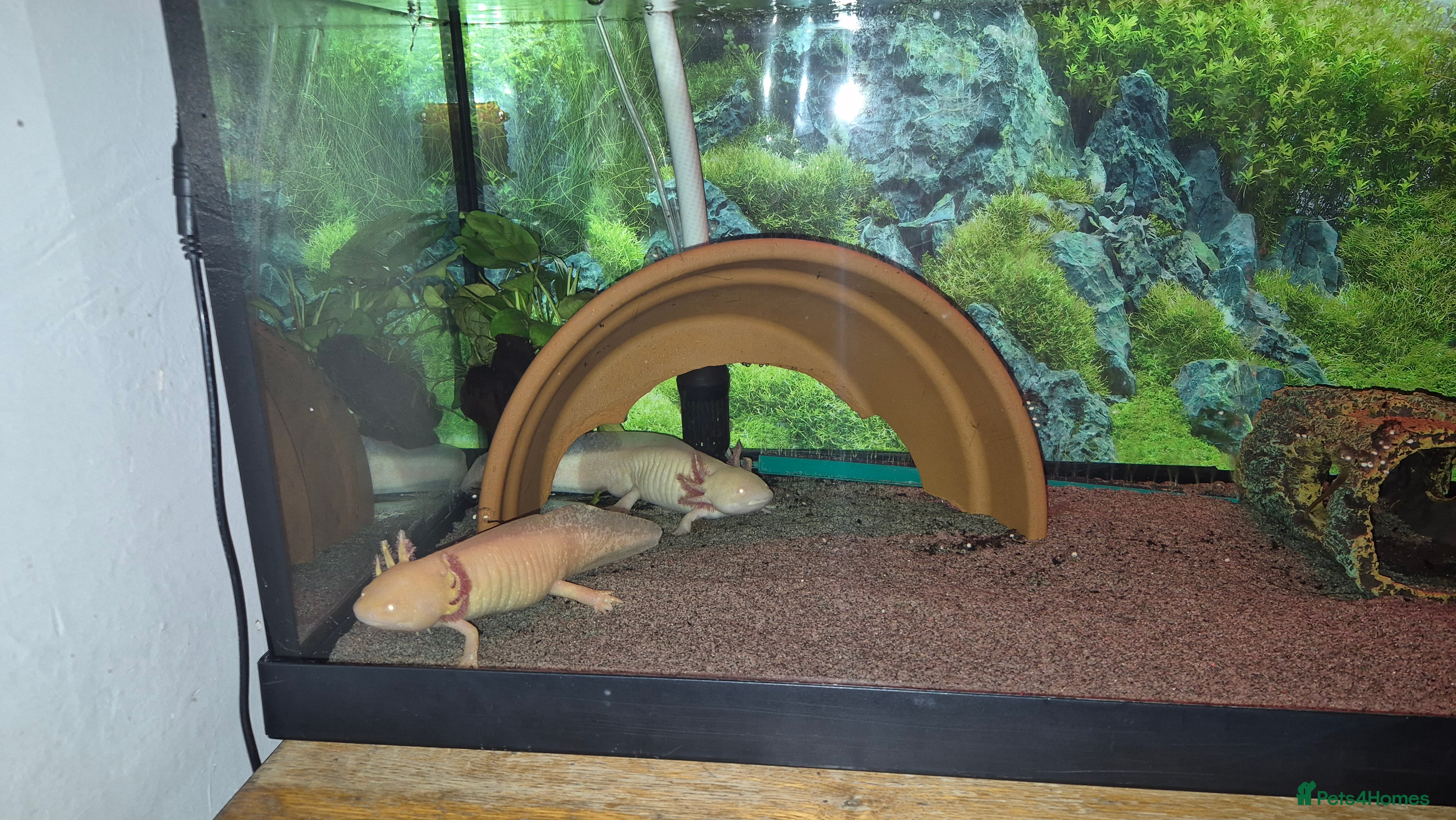 Axolotl reptiles Breeding pair of axolotls  - Advert 1