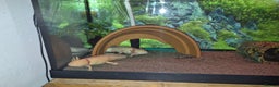 Axolotl reptiles for sale: Breeding pair of axolotls  - Advert 1