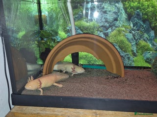 Axolotl reptiles Breeding pair of axolotls - Advert 1