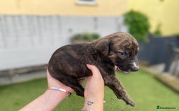 Lurcher dogs for sale: Whippet/greyhound/bull X greyhound/whippet/collieX - Image 13