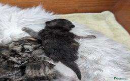 Selkirk Rex cats for sale:   💜 Selkirk Rex Kittens Ready 25th November 💜 - Image 11