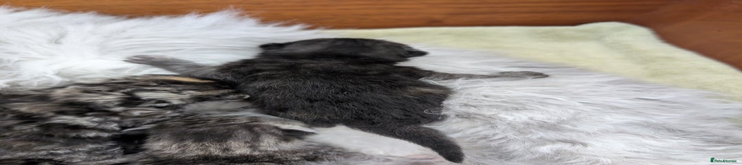 Selkirk Rex Kitten 4