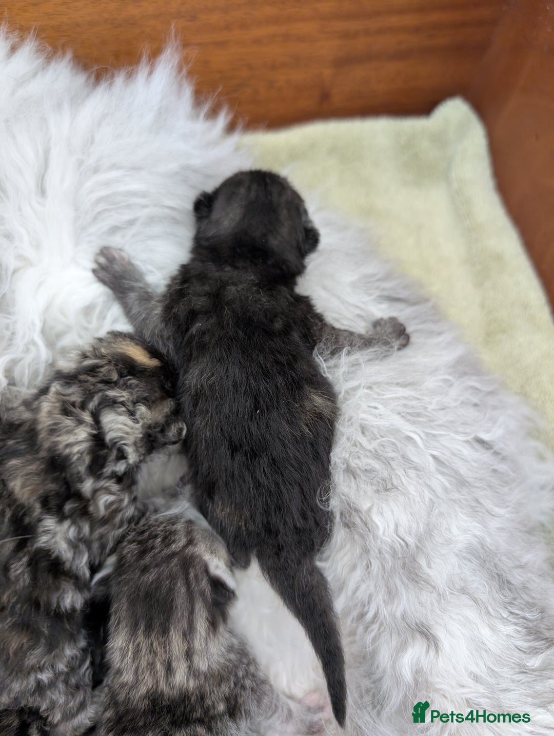 Selkirk Rex cats for sale:   💜 Selkirk Rex Kittens Ready 25th November 💜 - Image 11