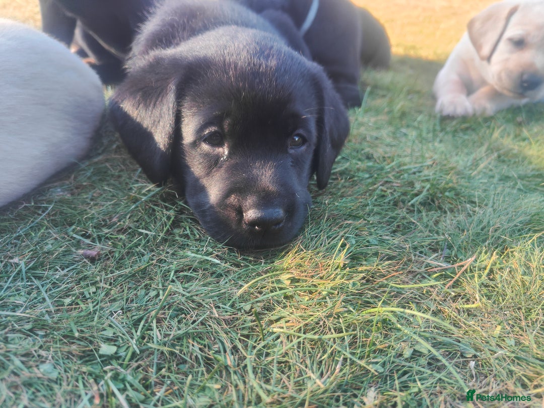 Labrador Retriever dogs for sale: Labrador puppies KC reg  - Image 13
