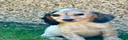 Cocker Spaniel dogs for sale: Cocker spaniel puppies in Llanelli - Advert 5
