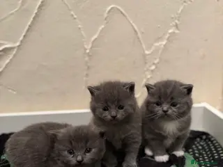 Ragdoll cats Ragdoll x British shorthair - Advert 1