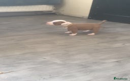 Mixed Breed dogs for sale: Ready to leave Staff x bulldog puppies  - Image 17