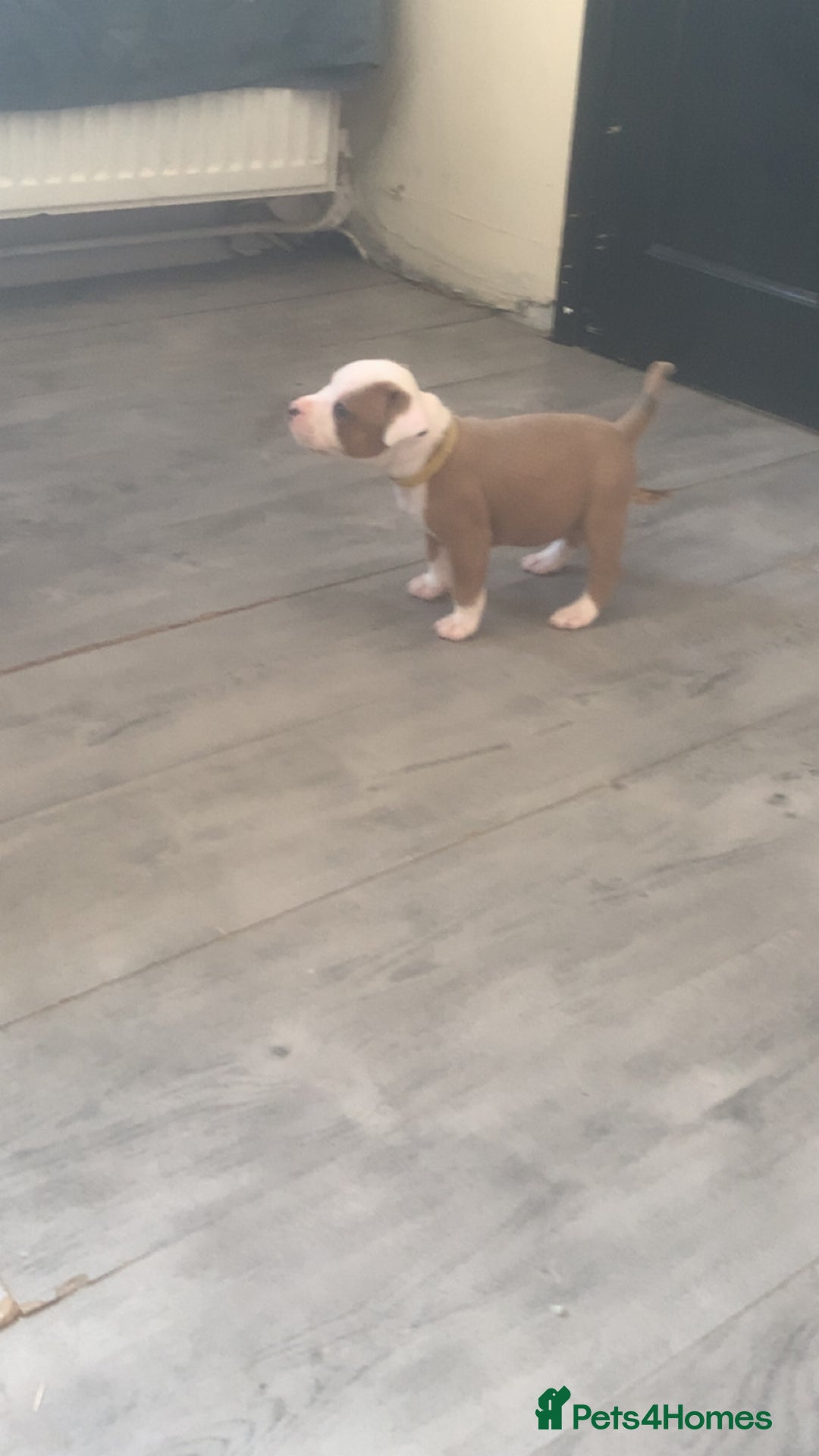 Mixed Breed dogs for sale: Ready to leave Staff x bulldog puppies  - Image 17