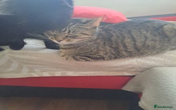 Mixed Breed cats for sale: Gorgeous kittens looking for their forever home.  - Advert 16