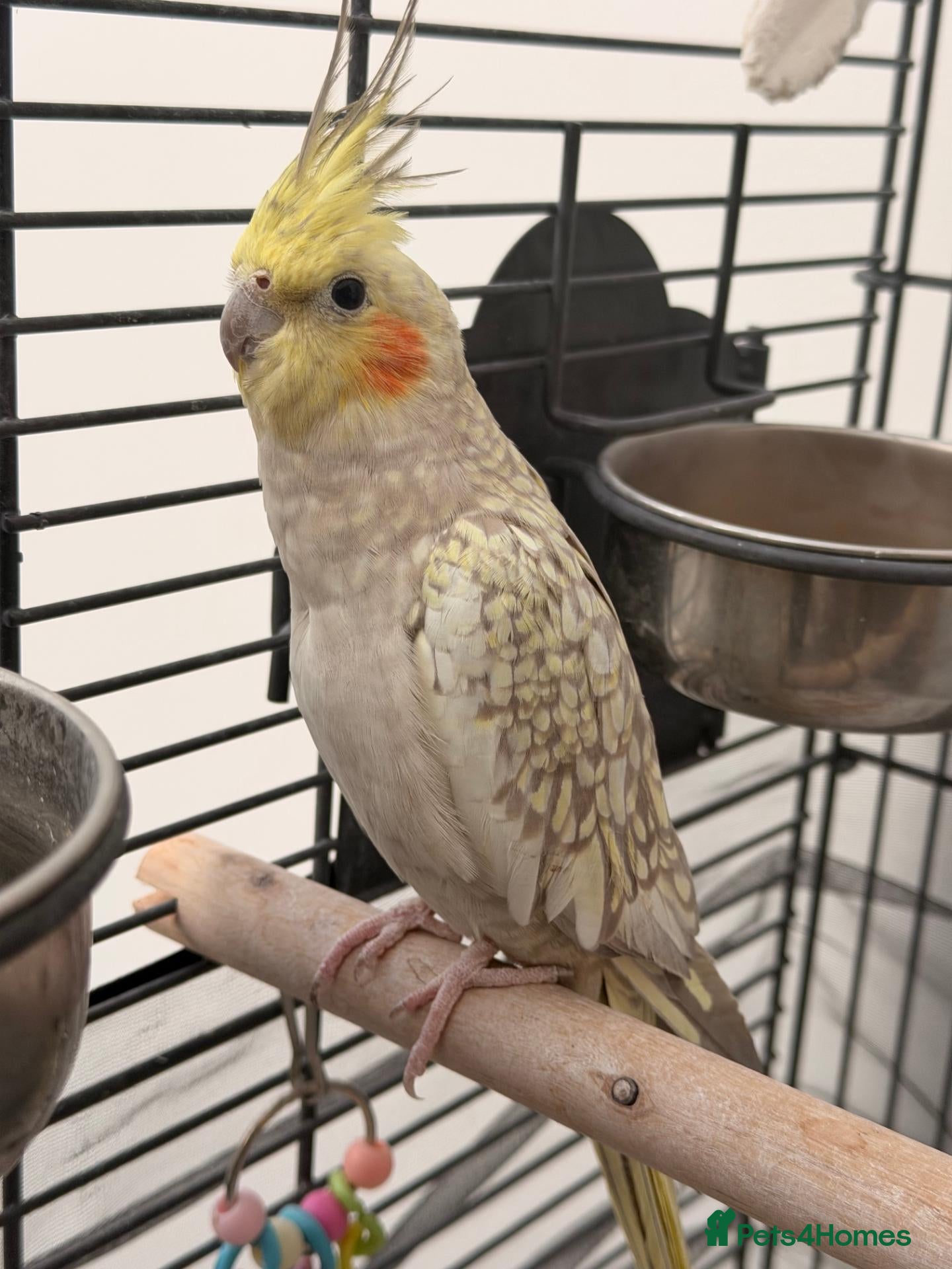 Cockatiels birds Cockatiel looking for a new home - Advert 1