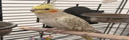 Cockatiels birds for sale: Cockatiel looking for a new home in High Wycombe - Advert 1