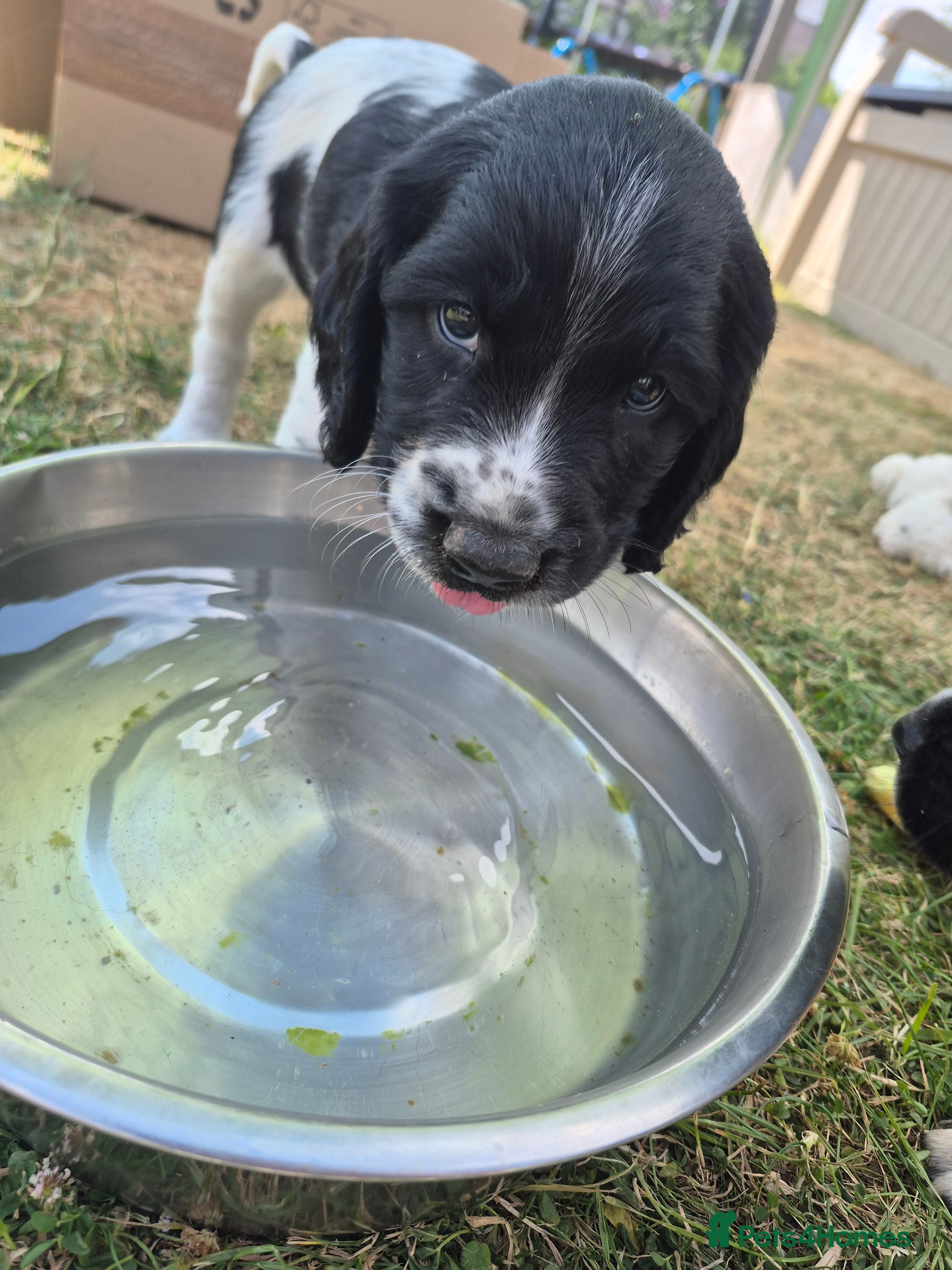 Springador dogs Springador X English springer spaniel pups - Advert 2