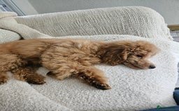Toy Poodle dogs for sale: Toy poodle puppy  - Image 4