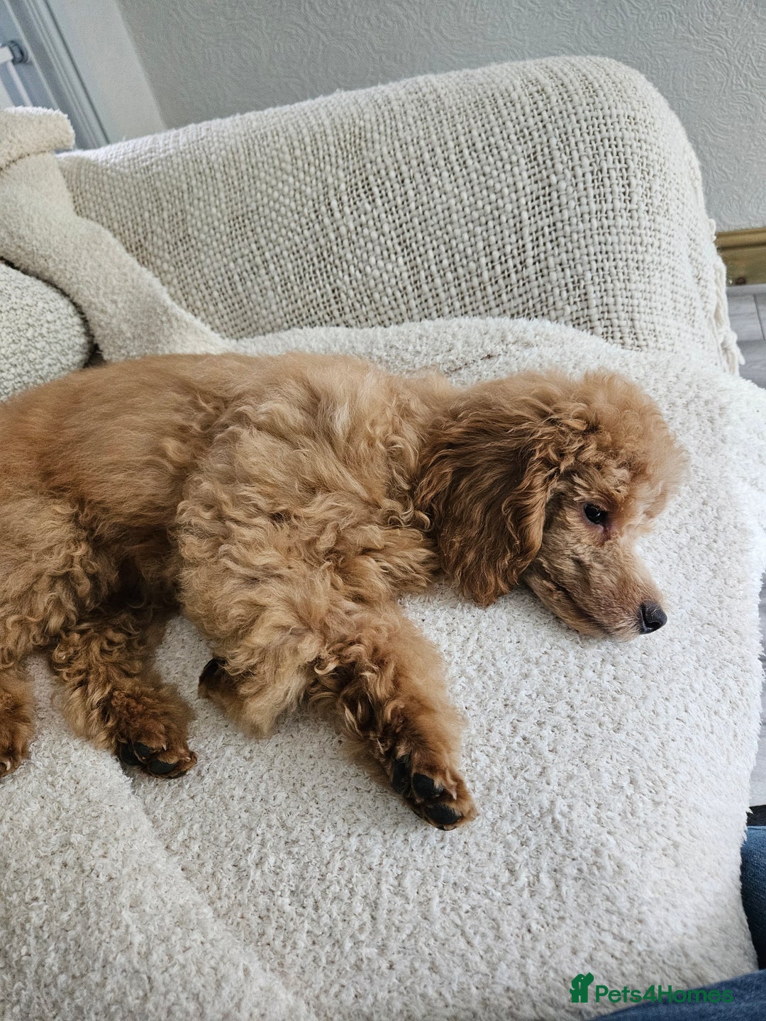 Toy Poodle dogs for sale: Toy poodle puppy  - Image 4