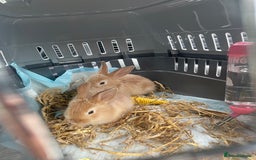 Mixed Breed rabbits for sale: 2 female bunny’s for sale 8 weeks old  - Image 3