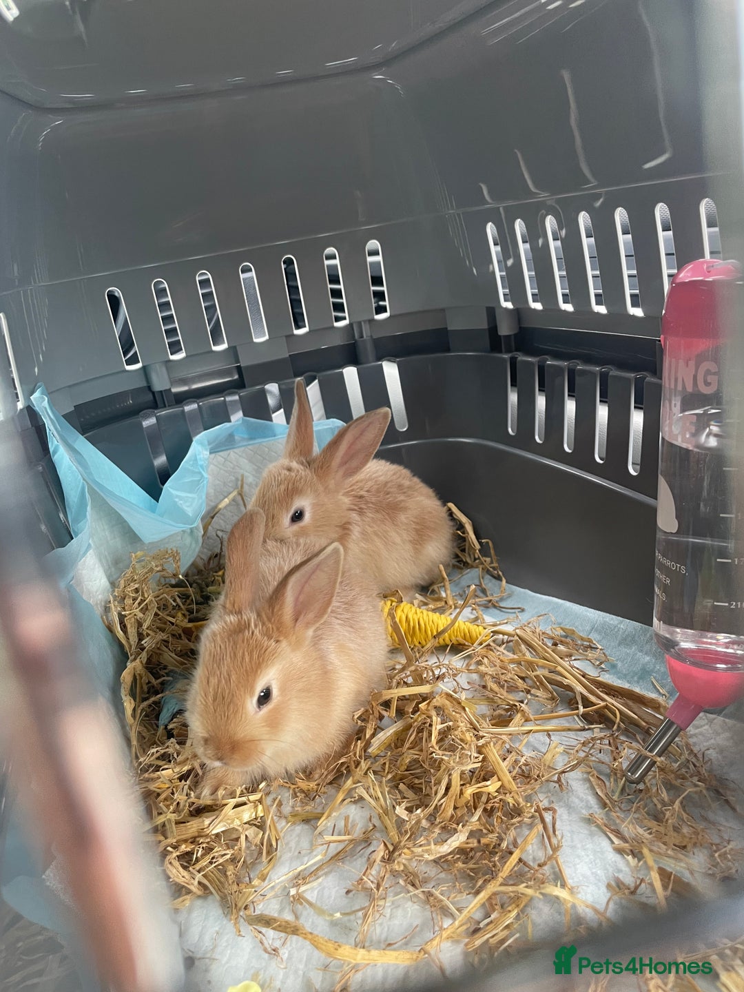 Mixed Breed rabbits for sale: 2 female bunny’s for sale 8 weeks old  - Image 3