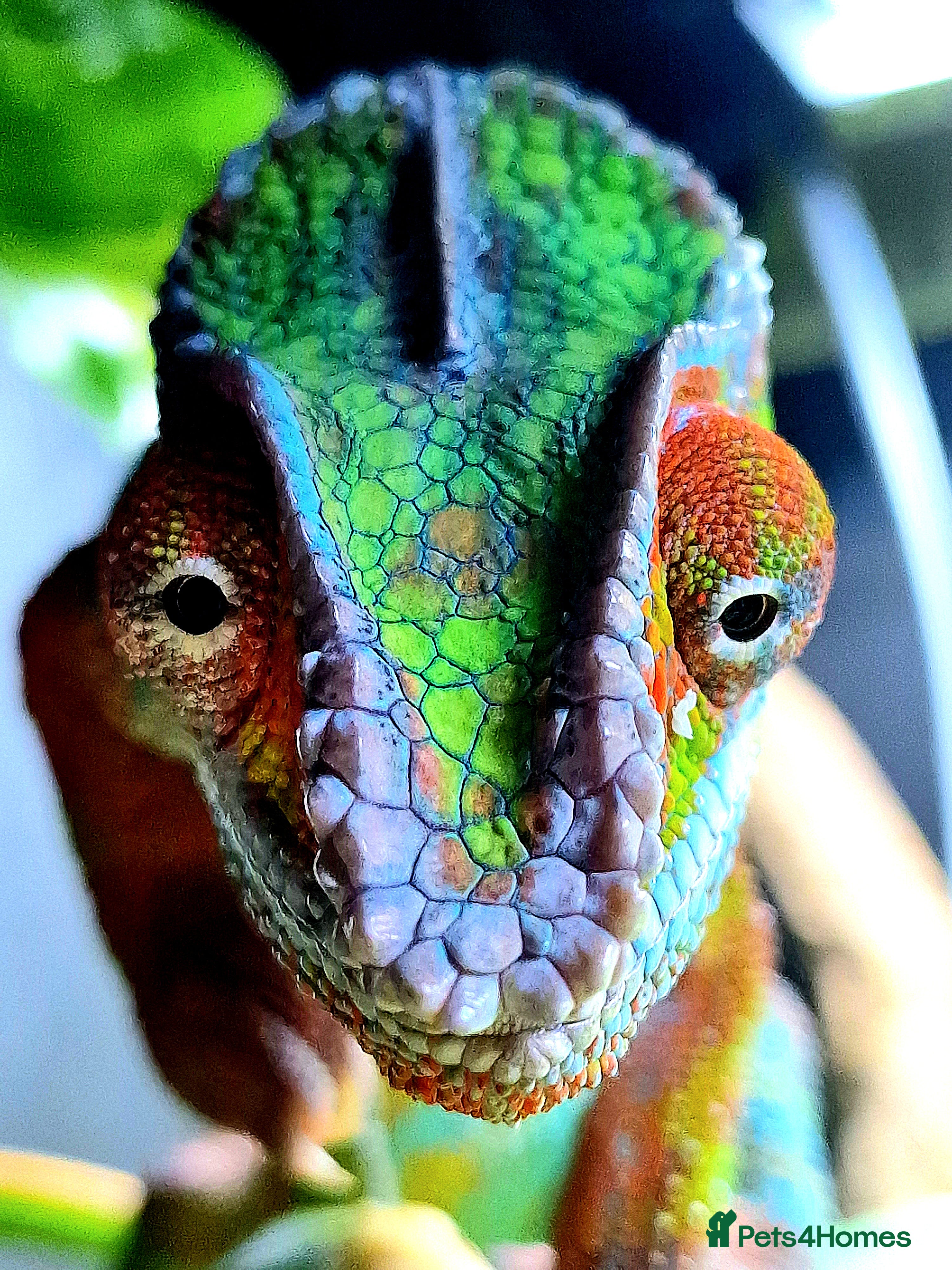 Chameleon reptiles Ambilobe Panther Chameleon Male - Advert 4