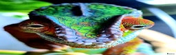 Chameleon reptiles for sale: Ambilobe Panther Chameleon Male - Advert 1