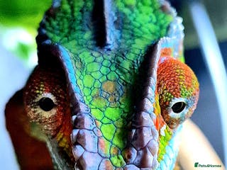 Chameleon reptiles Ambilobe Panther Chameleon Male - Advert 2