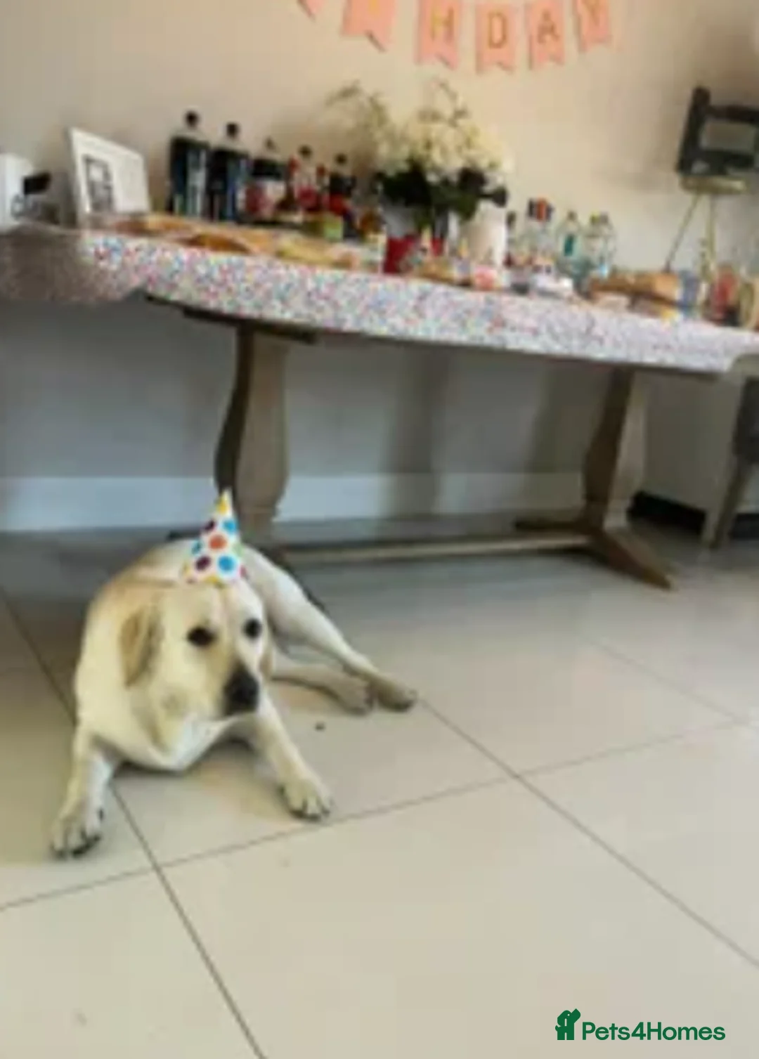 Labrador Retriever dogs for sale: Daisy 2-year-old Pedigree Yellow Labrador East Ldn - Advert 9