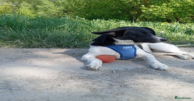 Mixed Breed dogs - Advert 5